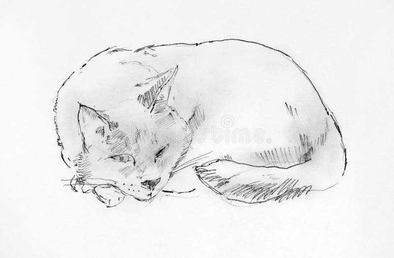 Sleeping cat. Pencil hand drawing. Black and white stock images