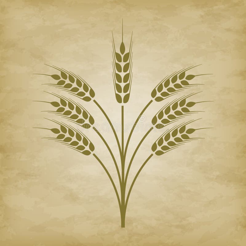 Spikelets of wheat royalty free illustration
