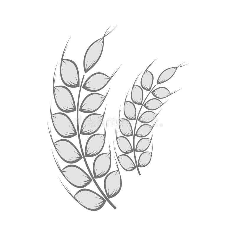 Spikelets of wheat icon, black monochrome style vector illustration