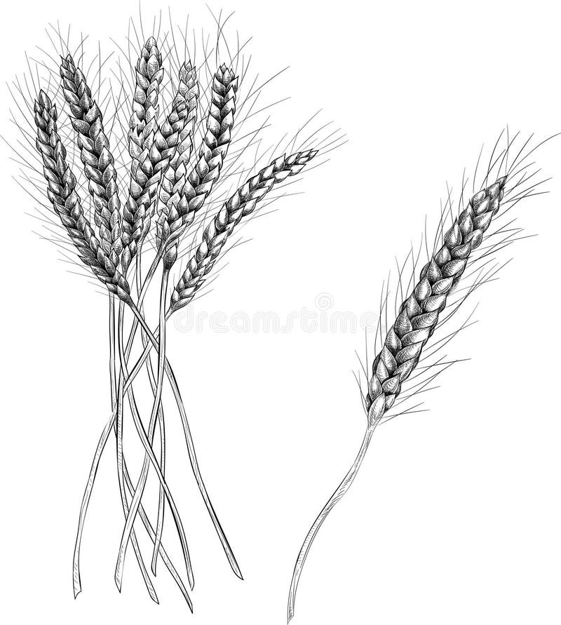 Spikelets of wheat isolated on white background. vector illustration