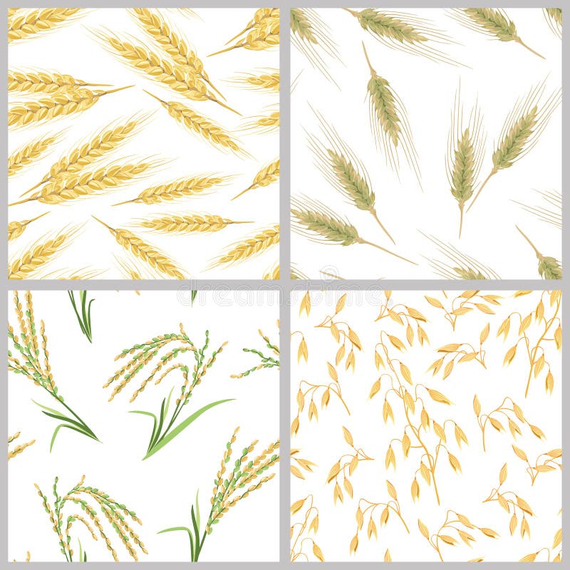 Spikes of wheat, oats, rice and rye. Set of grain ears seamless patterns. vector illustration
