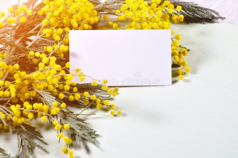 Spring postcard - white card and spring mimosa flowers. Spring postcard - white card and mimosa flowers royalty free stock photos