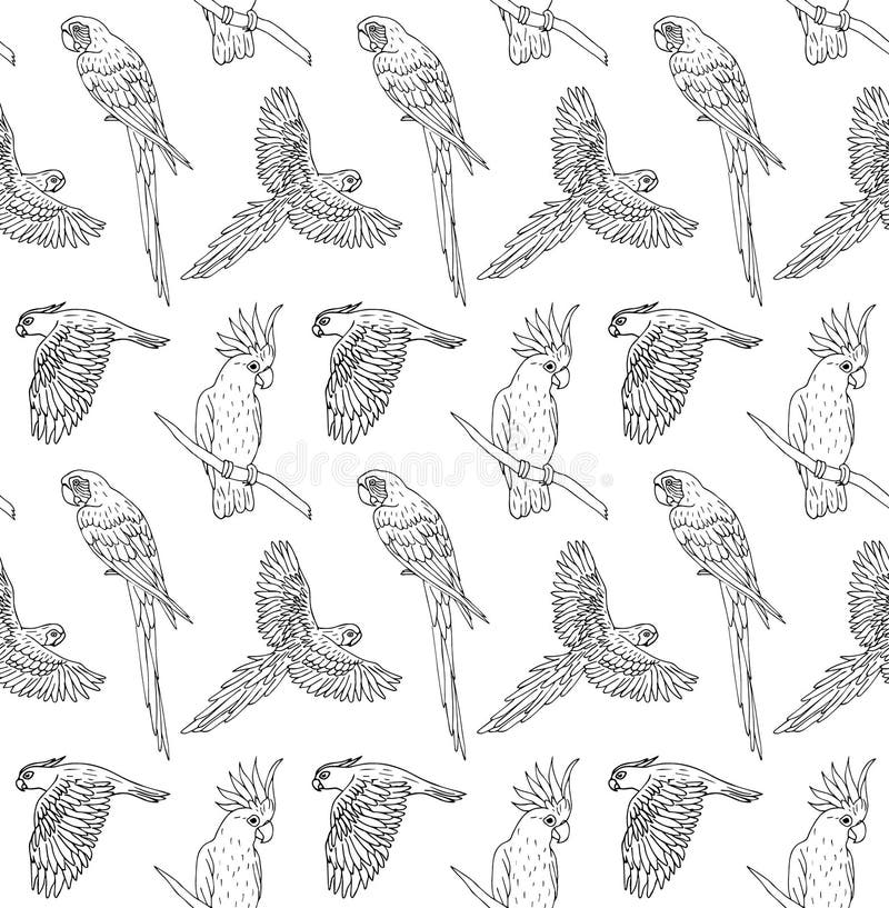 Vector seamless pattern of black ink line hand drawn parrot flying and sitting on white background. Vector seamless pattern of black ink line hand drawn parrot vector illustration