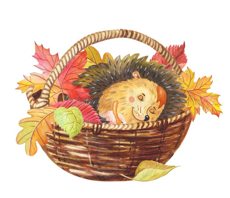 Watercolor hedgehog sleeping in a basket with colorful autumn leaves.Watercolour cartoon. Illustration for children.Card with cute wild animals.Character for stock illustration