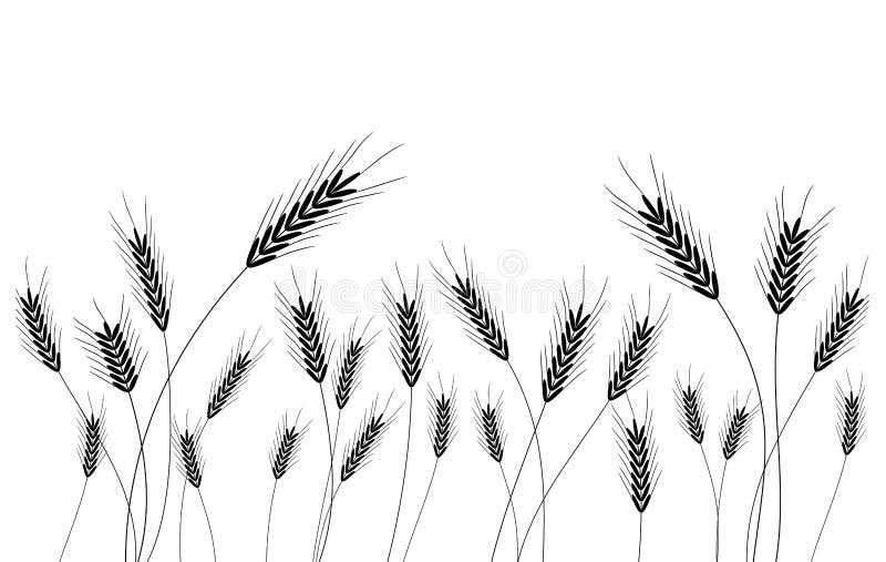 Wheat vector illustration