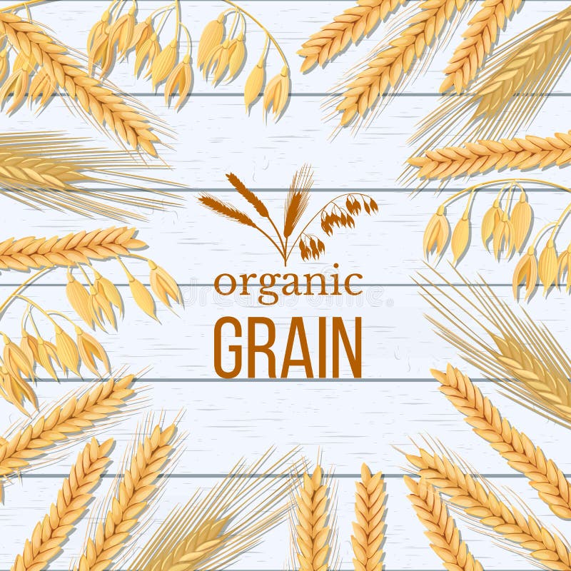 Wheat, barley, oat and rye sheaf on white wooden background. Cereals spikelets with ears, sheaf and text organic grain royalty free illustration