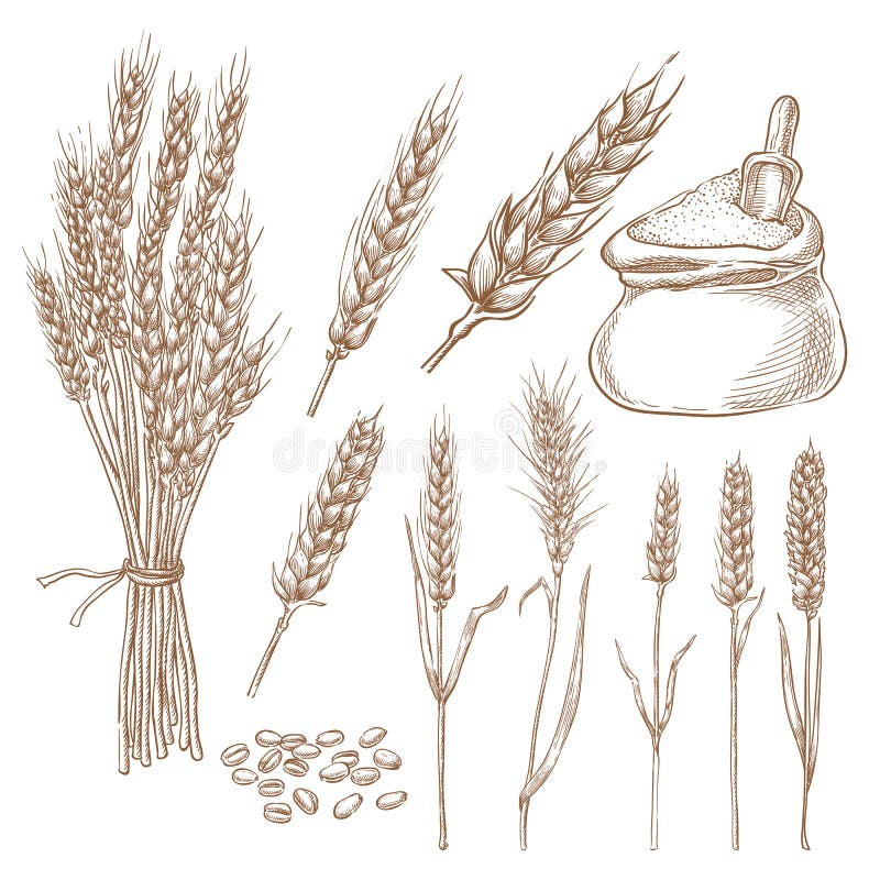 Wheat cereal spikelets, grain and flour bag vector sketch illustration. Hand drawn isolated bakery design elements stock illustration