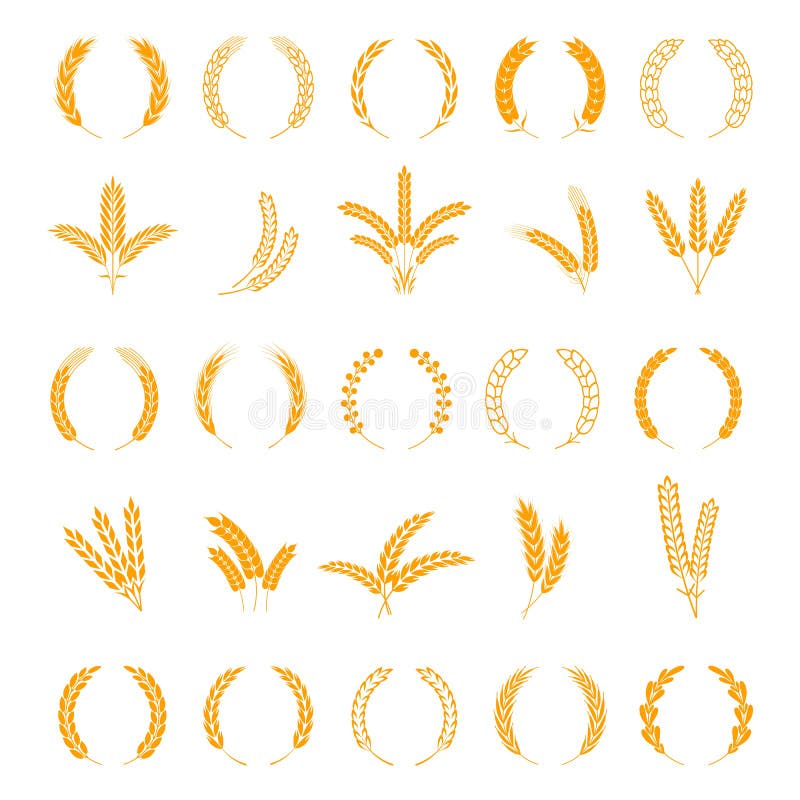 Wheat and rye ears. Harvest barley grain, growth rice stalk. Field cereal. Wreath spikes and stalks vector elements vector illustration