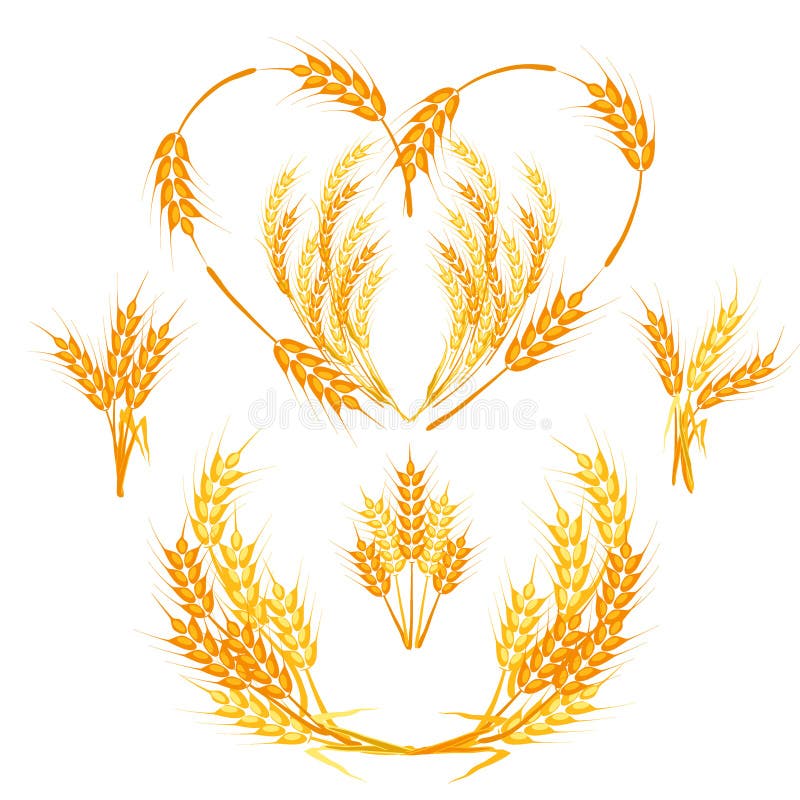 Wheat spikelets vector illustration. stock illustration