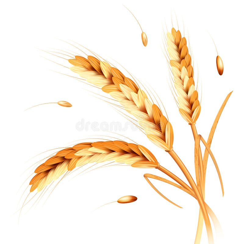 Wheat spikes realism vector illustration
