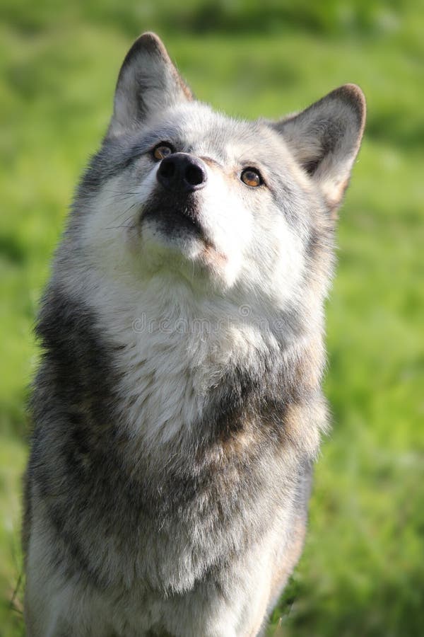 Wolf looking up portrait. A beautiful northwestern wolf looking upwards portrait stock photo