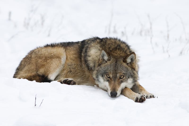 Wolf resting in snow. Wolf (Canis lupus) resting in the snow stock images
