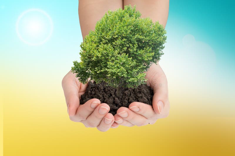 Womans hands holding green tree with mould stock photography