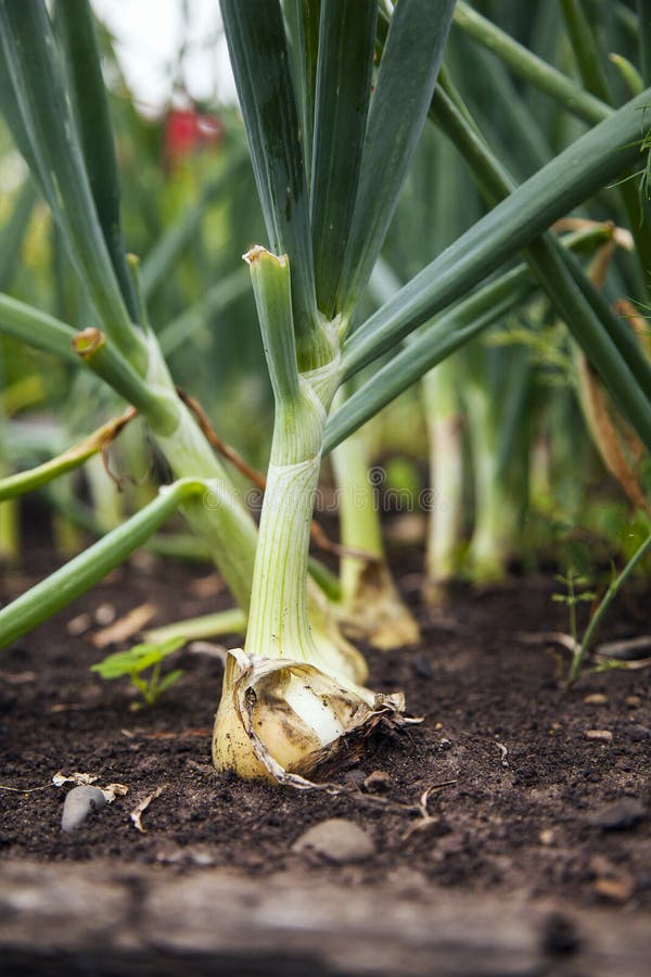 Young onions. This is image of young onions royalty free stock photography