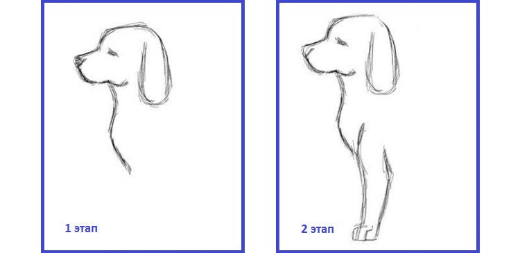 Рисунок контура собаки