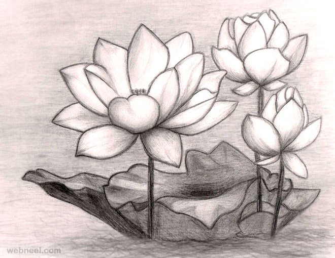 flower drawings