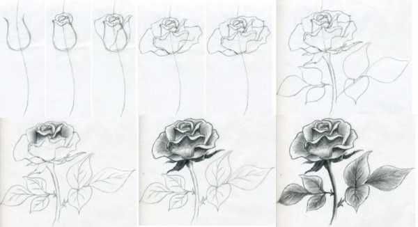 Красивые рисунки цветов для поэтапной срисовки карандашом-3