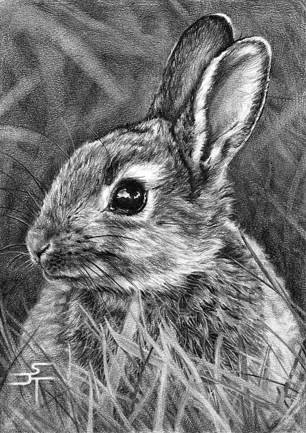 Realistic Animal Pencil Drawings (13)