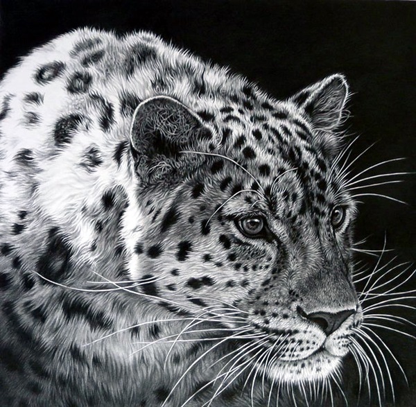 Realistic Animal Pencil Drawings (22)