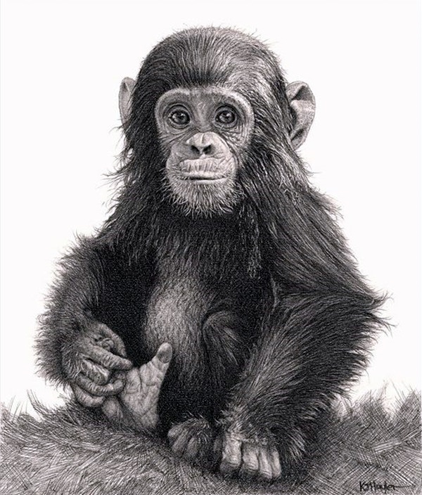 Realistic Animal Pencil Drawings (25)