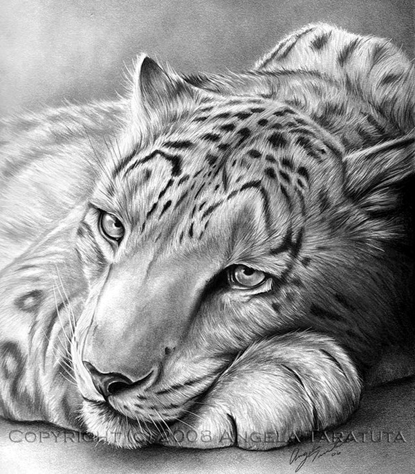 Realistic Animal Pencil Drawings (27)