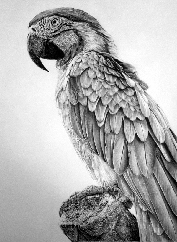 Realistic Animal Pencil Drawings (8)