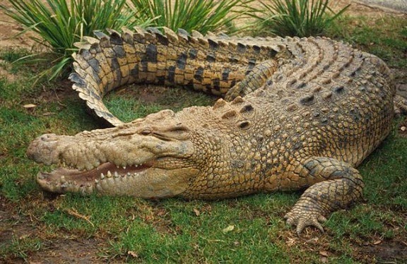 Saltwater crocodile