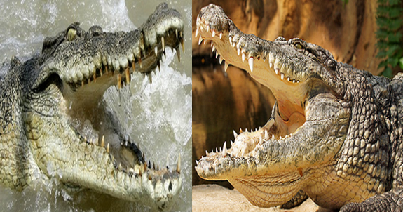 Nile crocodile vs Salt water crocodile Comparison