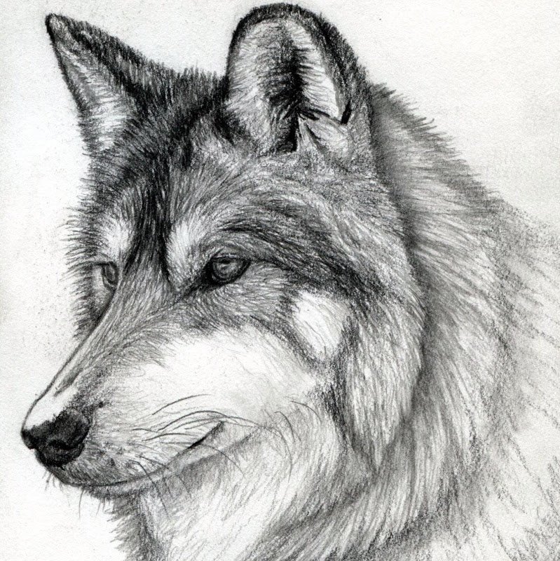 Рисунки волков карандашом