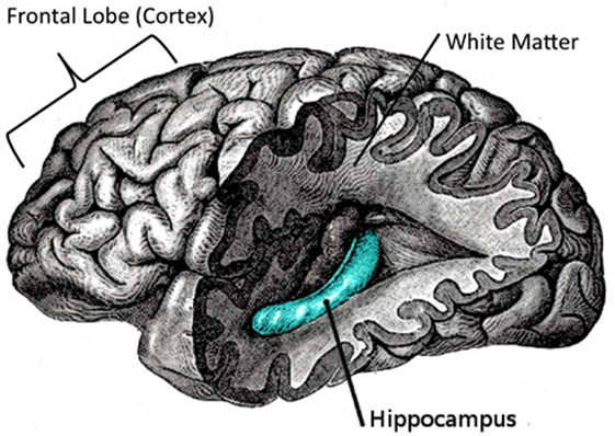 Figure 2 - Brain areas involved in creativity.