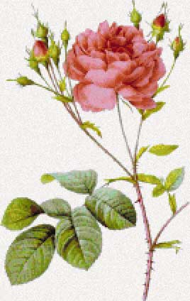 Rosa centifolia Anglica rubra - Pierre-Joseph Redoute
