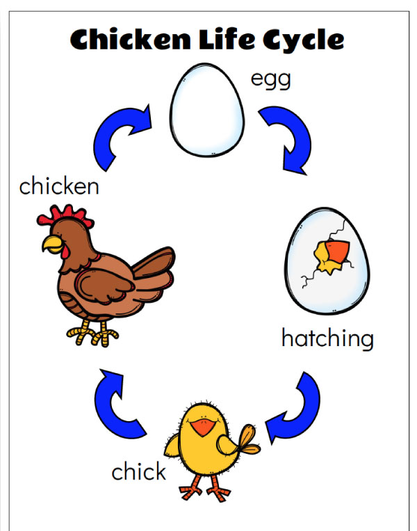 chicken life cycle poster 