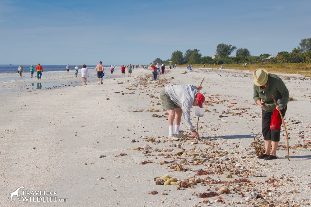 shell collectors collecting shells on Sanibel Island, Florida