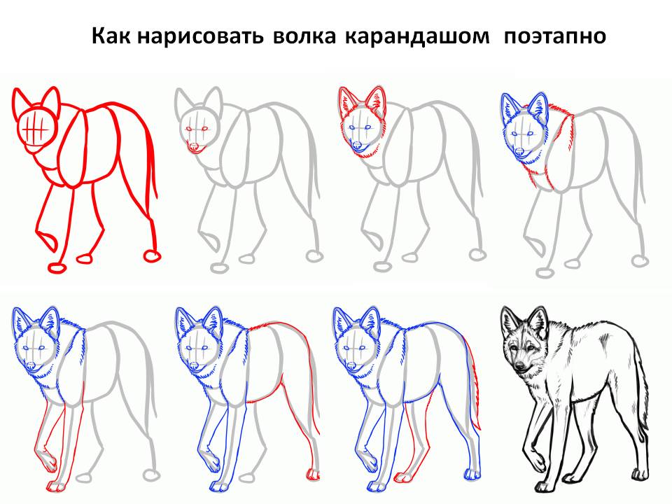 Как нарисовать волка карандашом поэтапно