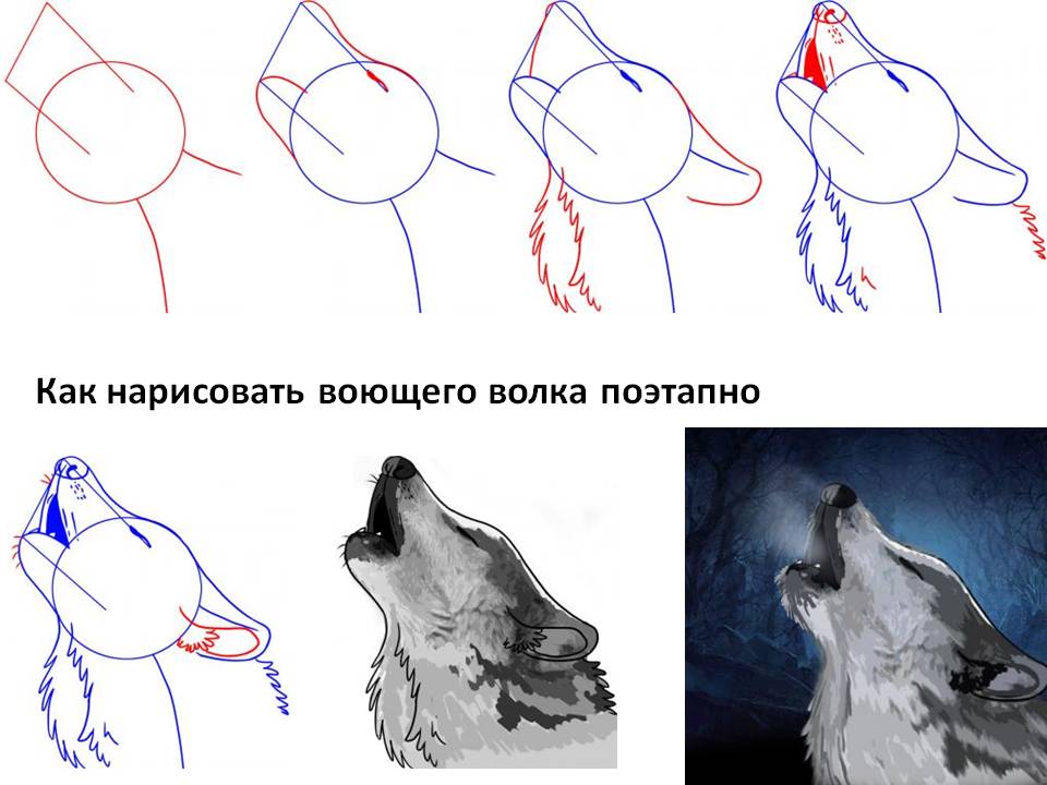 Как нарисовать воющего волка поэтапно